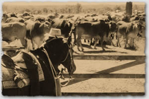 cattle_clinic_102-2_t